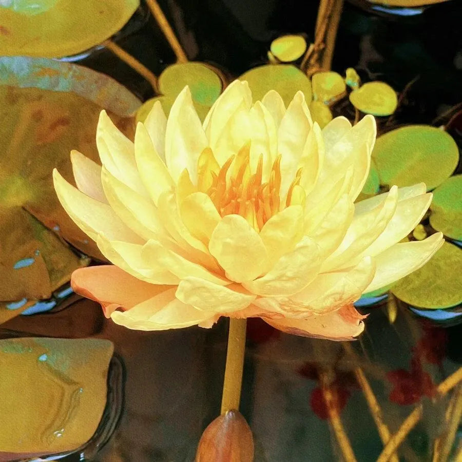 Flor de Lotus Significado De Pureza - Sementes Selecionadas