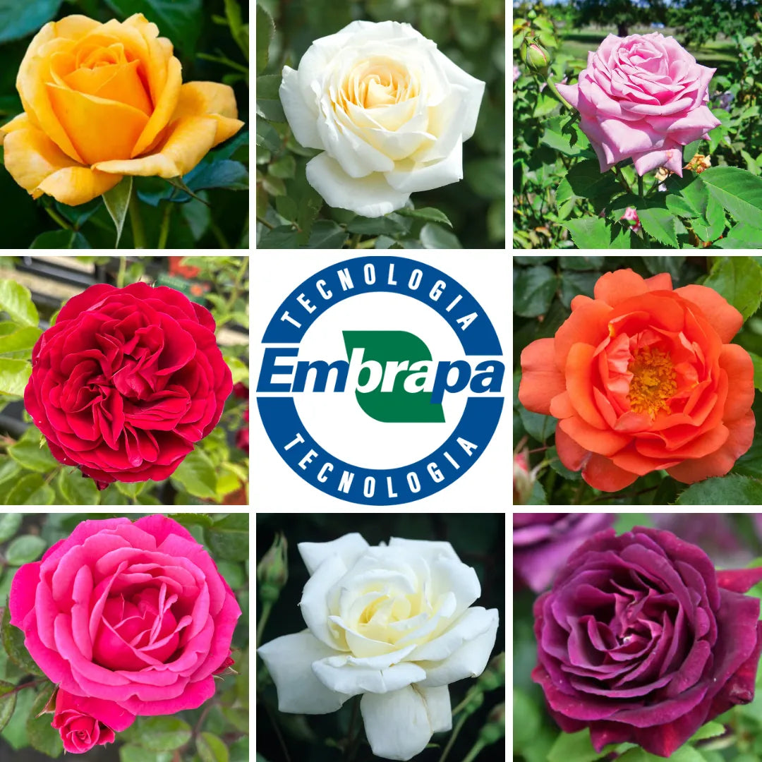 Sementes Selecionadas De Rosas Trepadeiras Com Cores Variadas 300 unidades