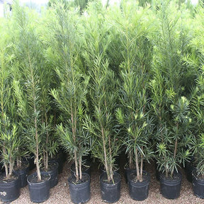 Podocarpo Cerca Viva 100 Sementes Selecionadas Com Alta taxa de Germinação  Pinheiro De Buda + Manual de Plantio