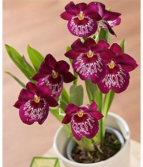 Orquídea Miltoniopsis Morris Chestnut – Pacote com 100 Sementes