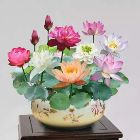 Flor de Lotus Significado De Pureza - Sementes Selecionadas