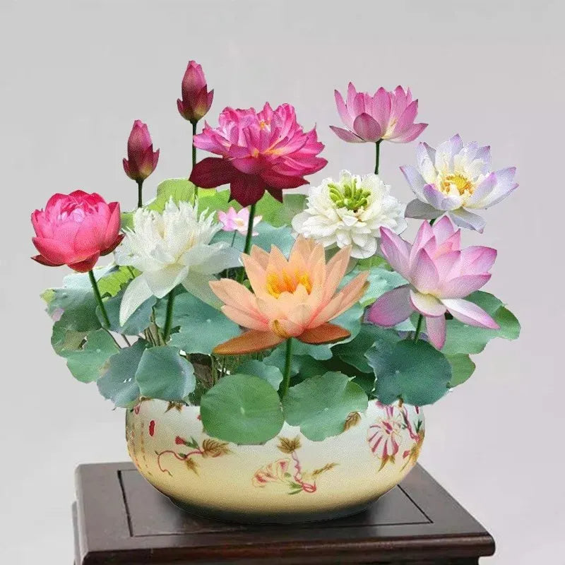 Flor de Lotus Significado De Pureza - Sementes Selecionadas