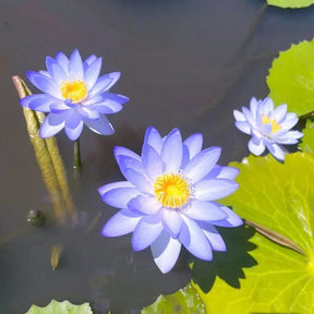 Flor de Lotus Significado De Pureza - Sementes Selecionadas
