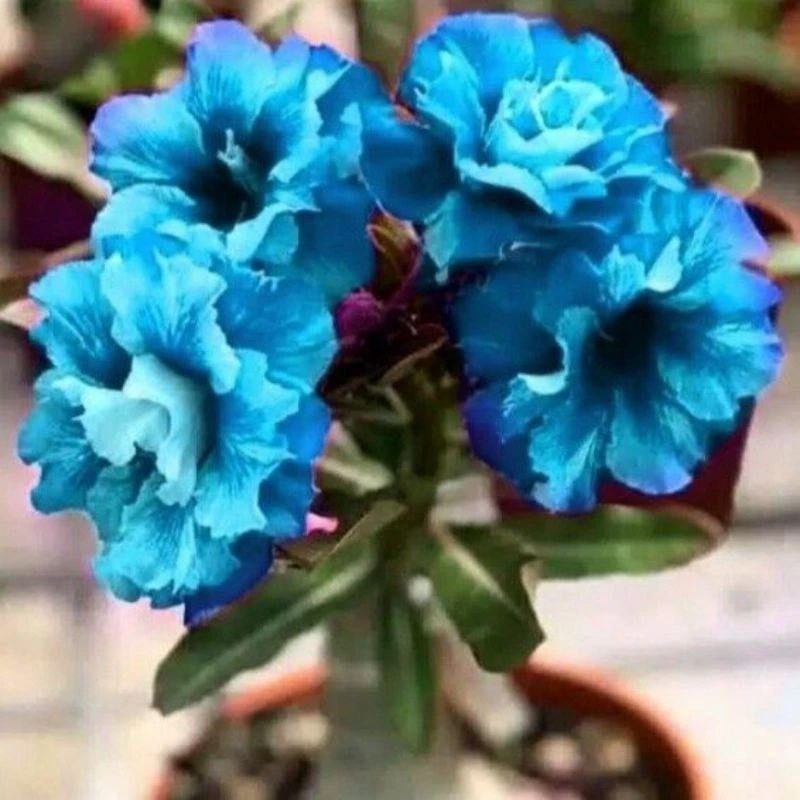 Sementes de Rosa do Deserto Azul Rara