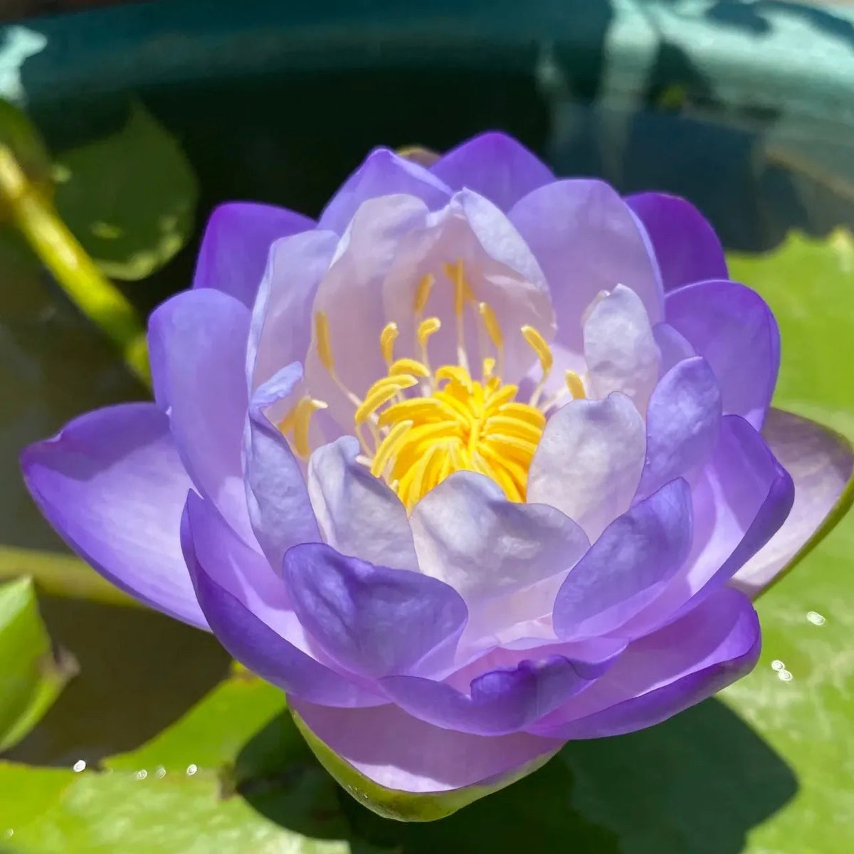 Flor de Lotus Significado De Pureza - Sementes Selecionadas