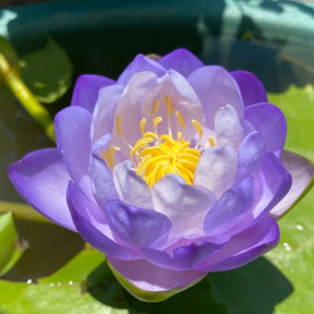 Flor de Lotus Significado De Pureza - Sementes Selecionadas