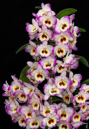 Orquideas Dendrobium - 8 Mudas Pré-Adulta