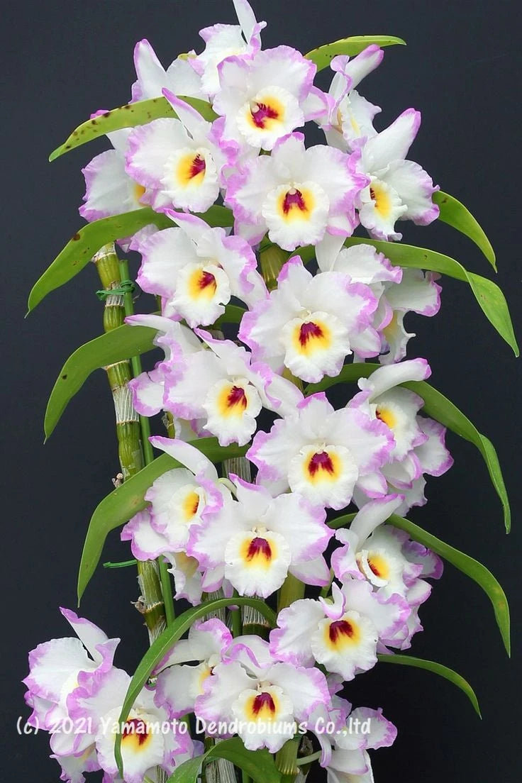 Orquideas Dendrobium - 8 Mudas Pré-Adulta