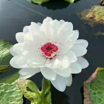 Flor de Lotus Significado De Pureza - Sementes Selecionadas