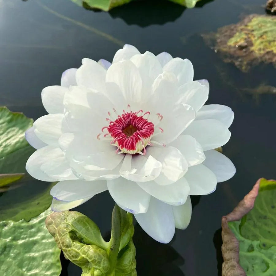 Flor de Lotus Significado De Pureza - Sementes Selecionadas