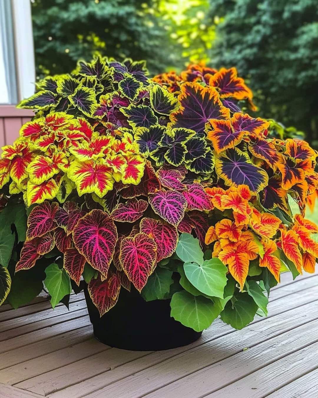 Coléus Colorido – Coração-Magoado 300 Sementes Raras para Cultivo em Casa, Jardim ou Paisagismo