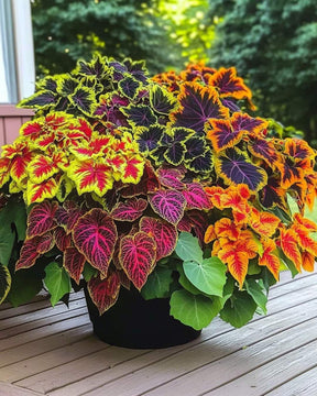 Coléus Colorido – Coração-Magoado 300 Sementes Raras para Cultivo em Casa, Jardim ou Paisagismo