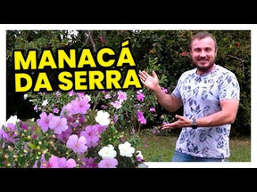 Manacá da Serra – 100 Sementes de Tibouchina mutabilis para Mudas Ornamentais