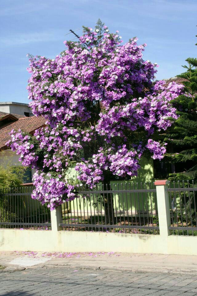 Manacá da Serra – 100 Sementes de Tibouchina mutabilis para Mudas Ornamentais