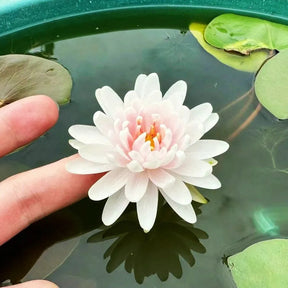 Flor de Lotus Significado De Pureza - Sementes Selecionadas