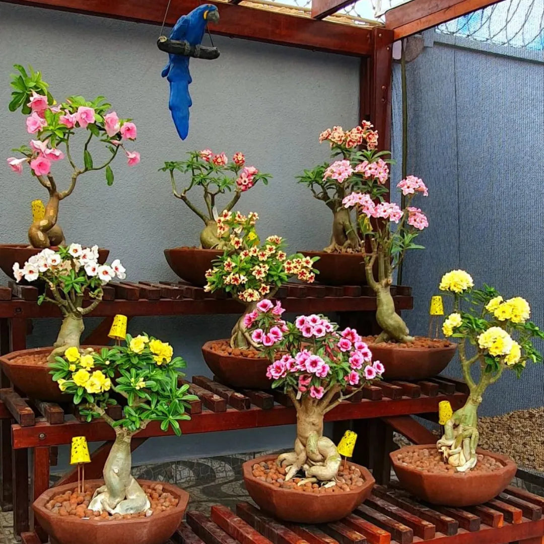 Sementes de Rosa do Deserto Raras - Cores Variadas - Floração Prolongada