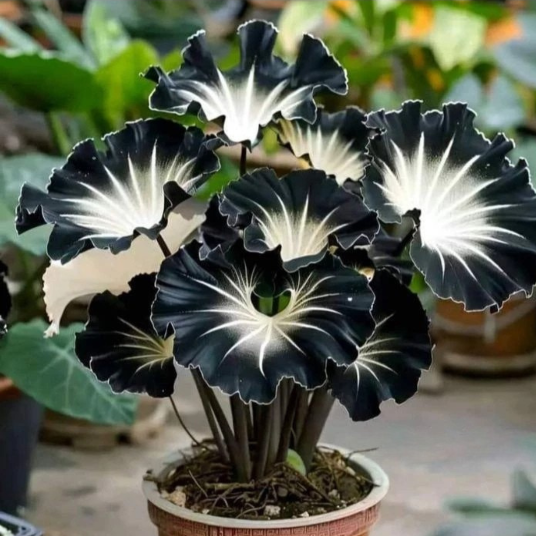 Sementes de Caladium Light Darkness com Manual de Cultivo
