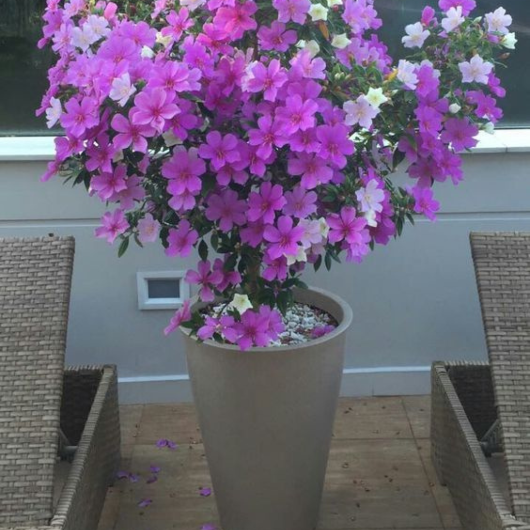 Manacá da Serra – 100 Sementes de Tibouchina mutabilis para Mudas Ornamentais