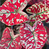 Sementes Raras de Caladium Rubi Nevado com Guia Completo de Cultivo - Frete Grátis