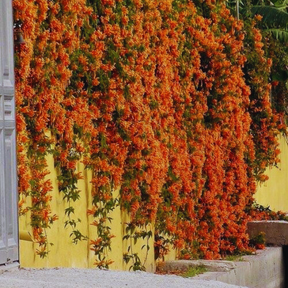 Cipó São João – Sementes para Muros Verdes e Paisagismo