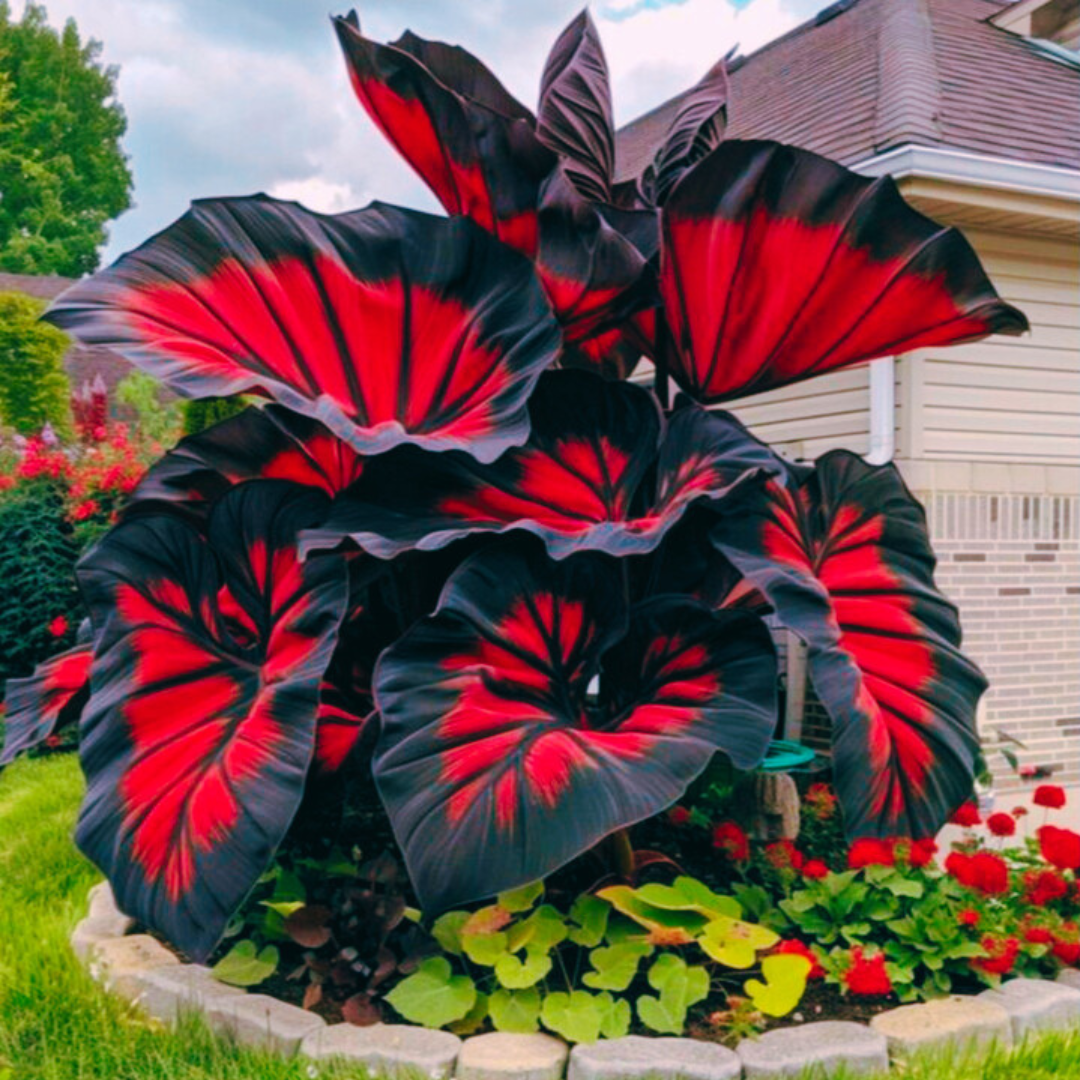 Sementes Raras de Caladium Doce Carmín – Kit com 100 unidades e manual de cultivo