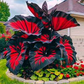 Sementes Raras de Caladium Doce Carmín – Kit com 100 unidades e manual de cultivo