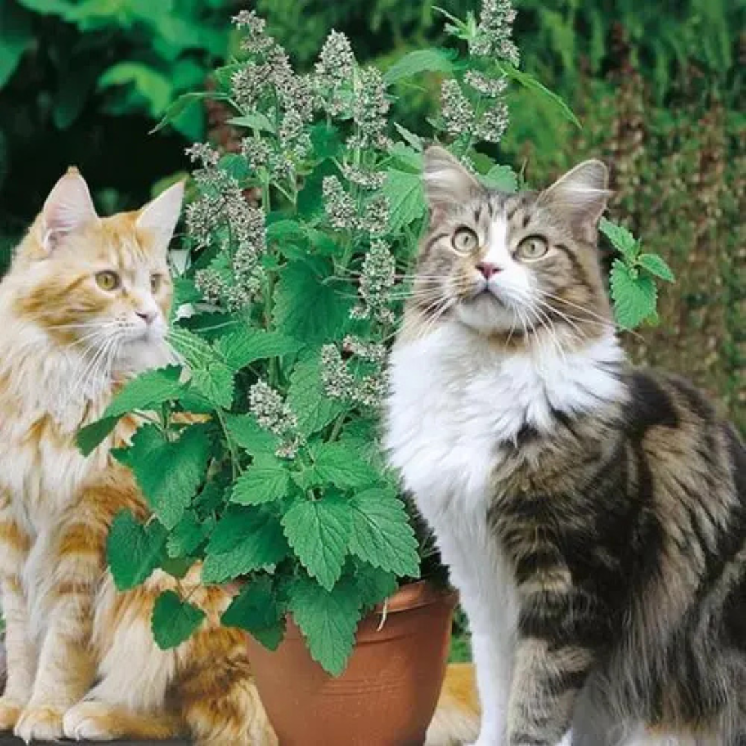 Ervas dos gatos - Catnip acalma o gato - Envelope Com 400 Sementes