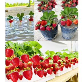 🍓 Sementes de Morango Ornamental Silvestre Trepador Mount Everest – cultivo fácil e produtivo