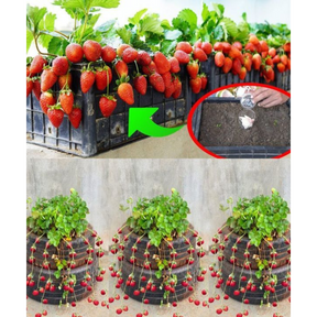 🍓 Sementes de Morango Ornamental Silvestre Trepador Mount Everest – cultivo fácil e produtivo