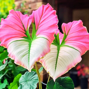Sementes Raras de Caladium Coração de Seda – Kit com 100 sementes e guia de cultivo