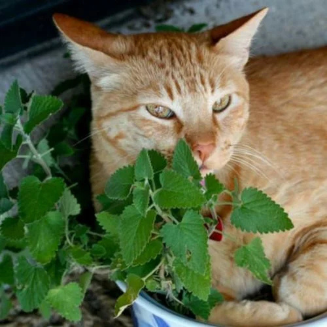 Ervas dos gatos - Catnip acalma o gato - Envelope Com 400 Sementes