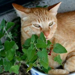 Ervas dos gatos - Catnip acalma o gato - Envelope Com 400 Sementes