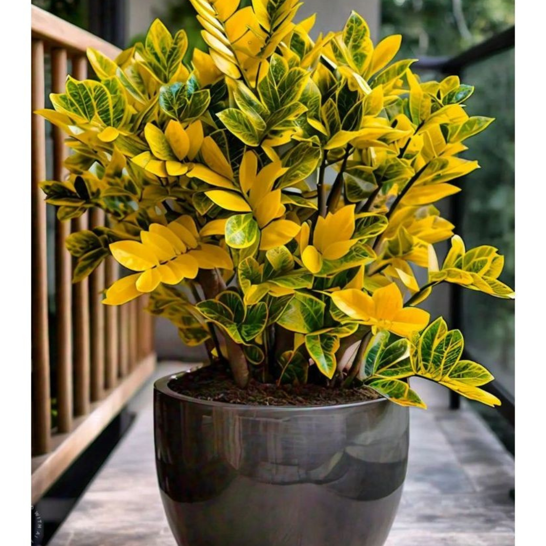 Planta da Fortuna Zamioculca Amartela - 100 Sementes + Manual de Cultivo