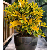 Planta da Fortuna Zamioculca Amartela - 100 Sementes + Manual de Cultivo