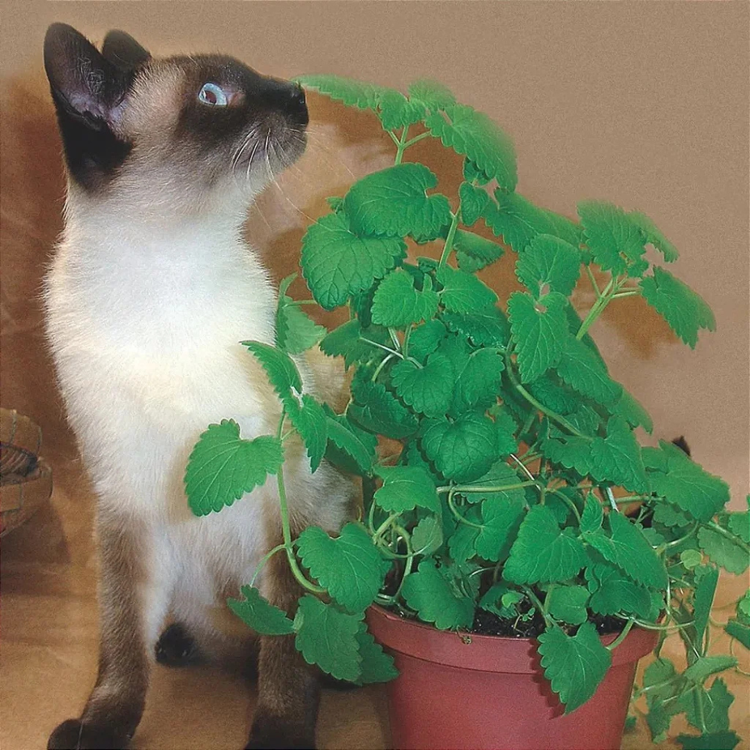 Ervas dos gatos - Catnip acalma o gato - Envelope Com 400 Sementes