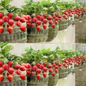 🍓 Sementes de Morango Ornamental Silvestre Trepador Mount Everest – cultivo fácil e produtivo