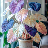 Sementes Raras de Caladium Cintila do Cerrado – Pacote com 100 Unidades para Colecionadores