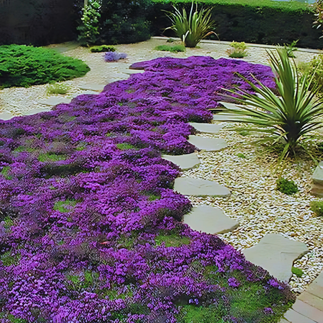 Tomilho Roxo Rasteiro ORIGINAL - 1000 Sementes Com Alta Taxa de Germinação - FRETE GRÁTIS