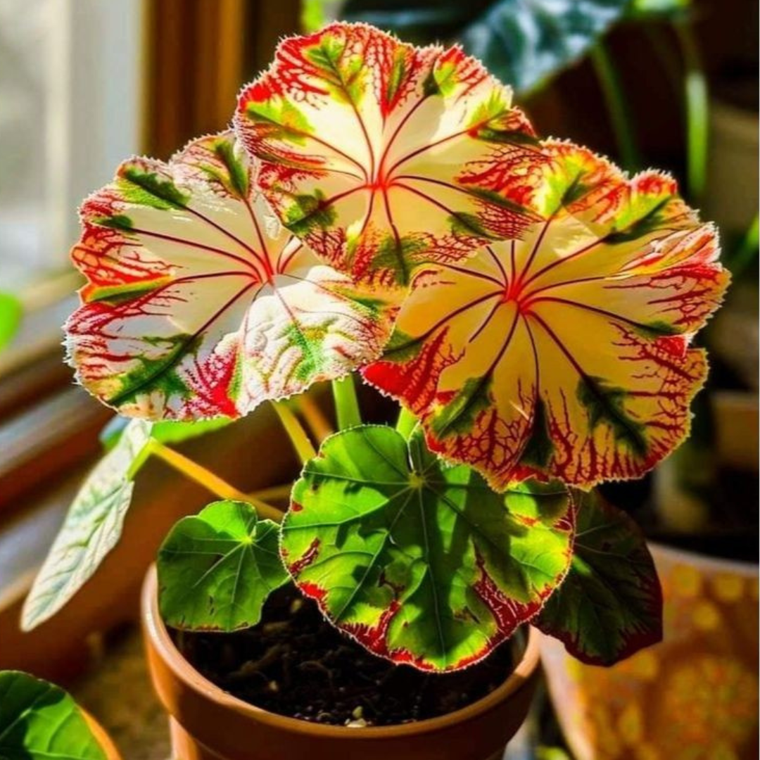 Sementes Raras de Caladium Marfim Tropical – Kit com 100 unidades e manual de cultivo