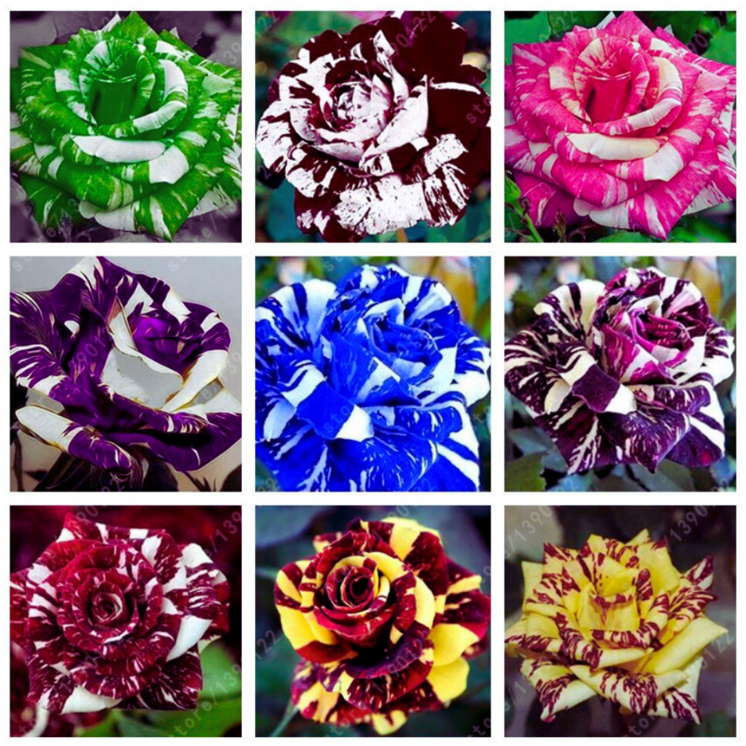 Rosas Tigers - Kit com 300 Sementes + Manual de Cultivo + Frete Grátis
