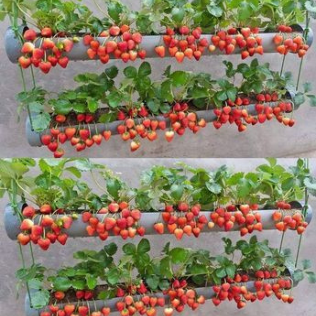 🍓 Sementes de Morango Ornamental Silvestre Trepador Mount Everest – cultivo fácil e produtivo