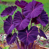 Caladium Névoa Amazônica – 100 sementes + guia completo de cultivo