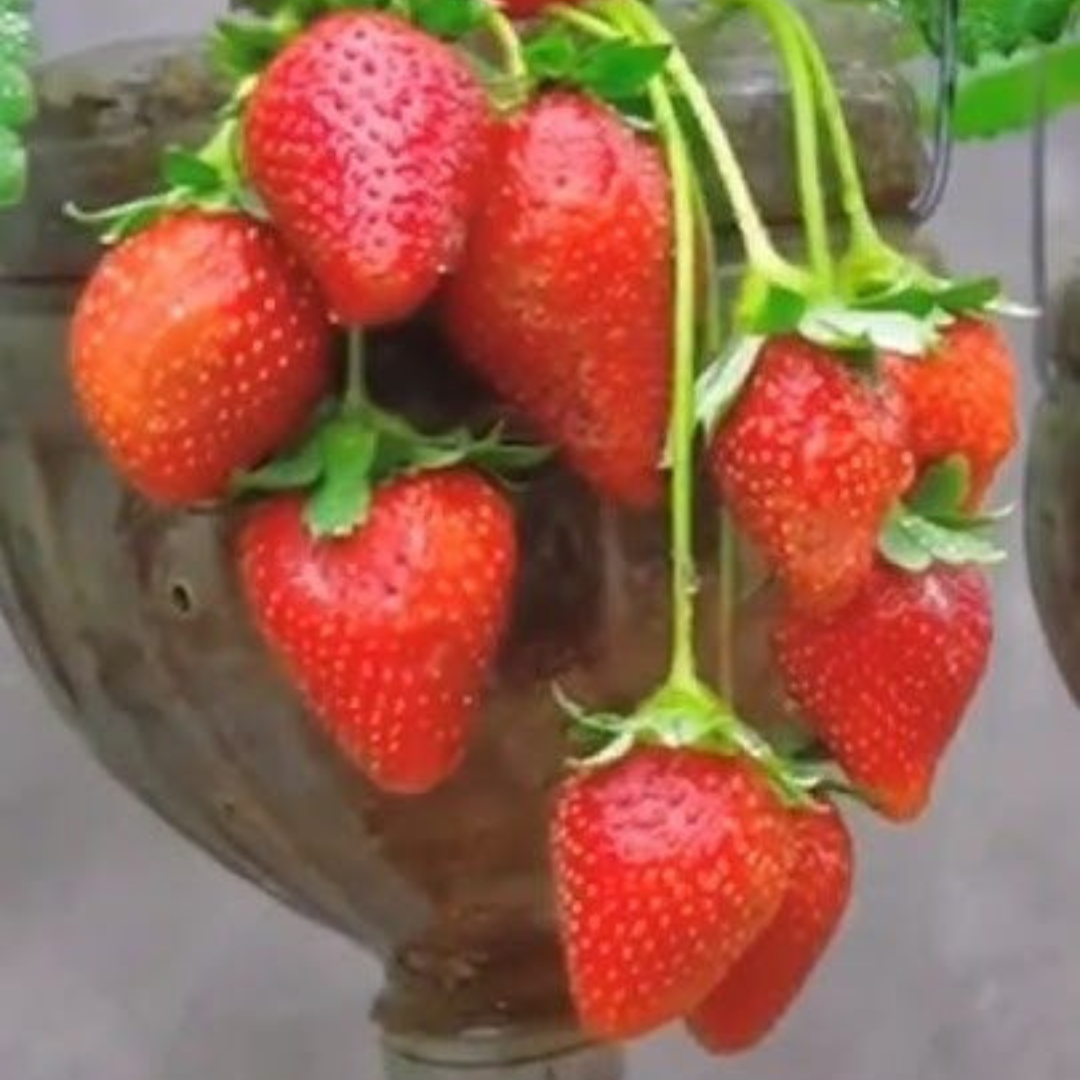🍓 Sementes de Morango Ornamental Silvestre Trepador Mount Everest – cultivo fácil e produtivo