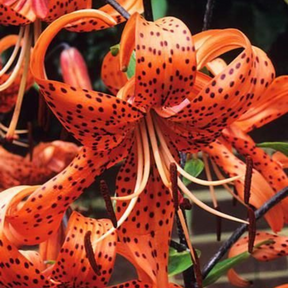 Lírio Laranja Tigre Magia Noturna Sementes Raras de Alta Germinação