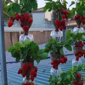 🍓 Sementes de Morango Ornamental Silvestre Trepador Mount Everest – cultivo fácil e produtivo