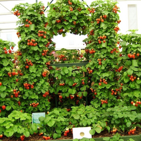 🍓 Sementes de Morango Ornamental Silvestre Trepador Mount Everest – cultivo fácil e produtivo