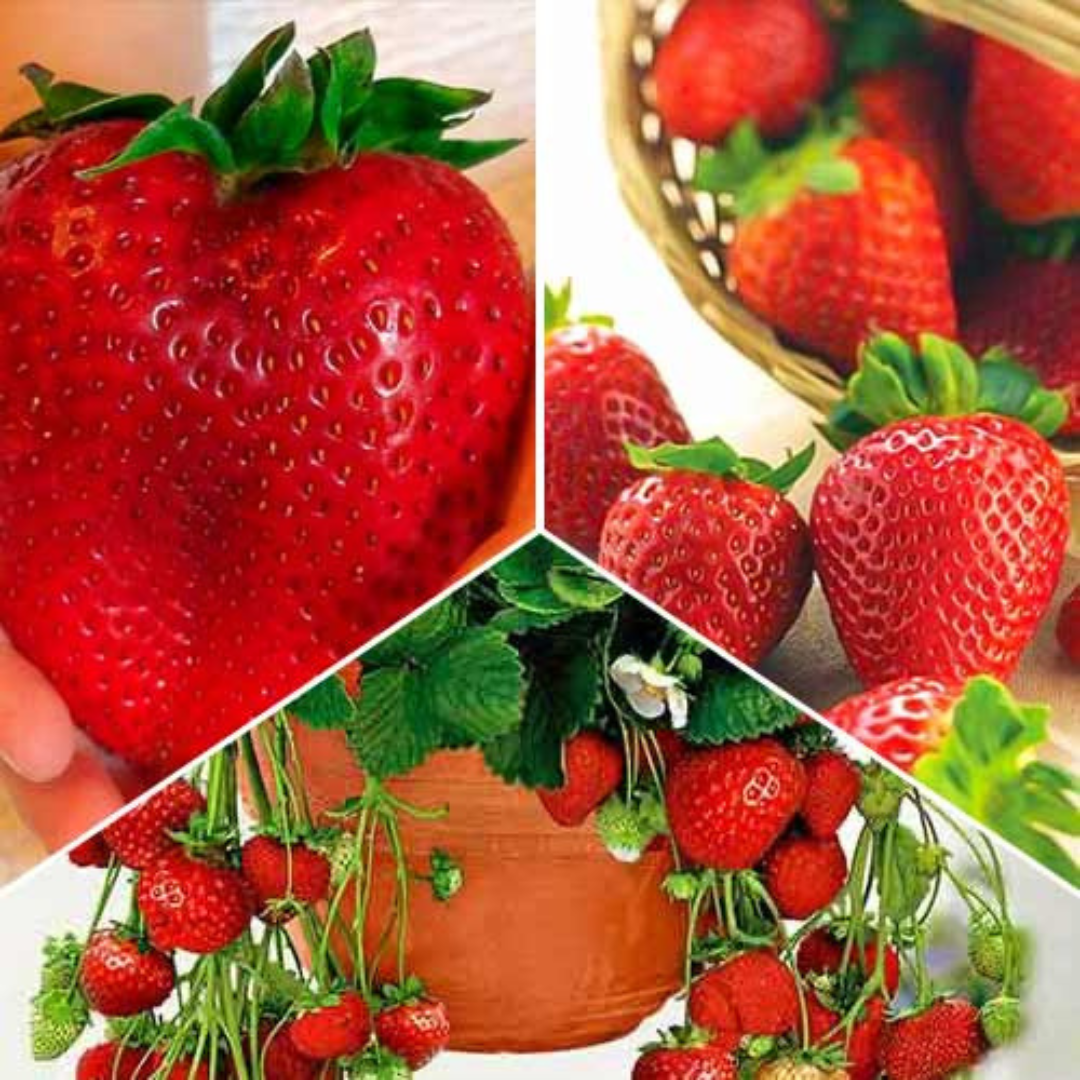 🍓 Sementes de Morango Ornamental Silvestre Trepador Mount Everest – cultivo fácil e produtivo