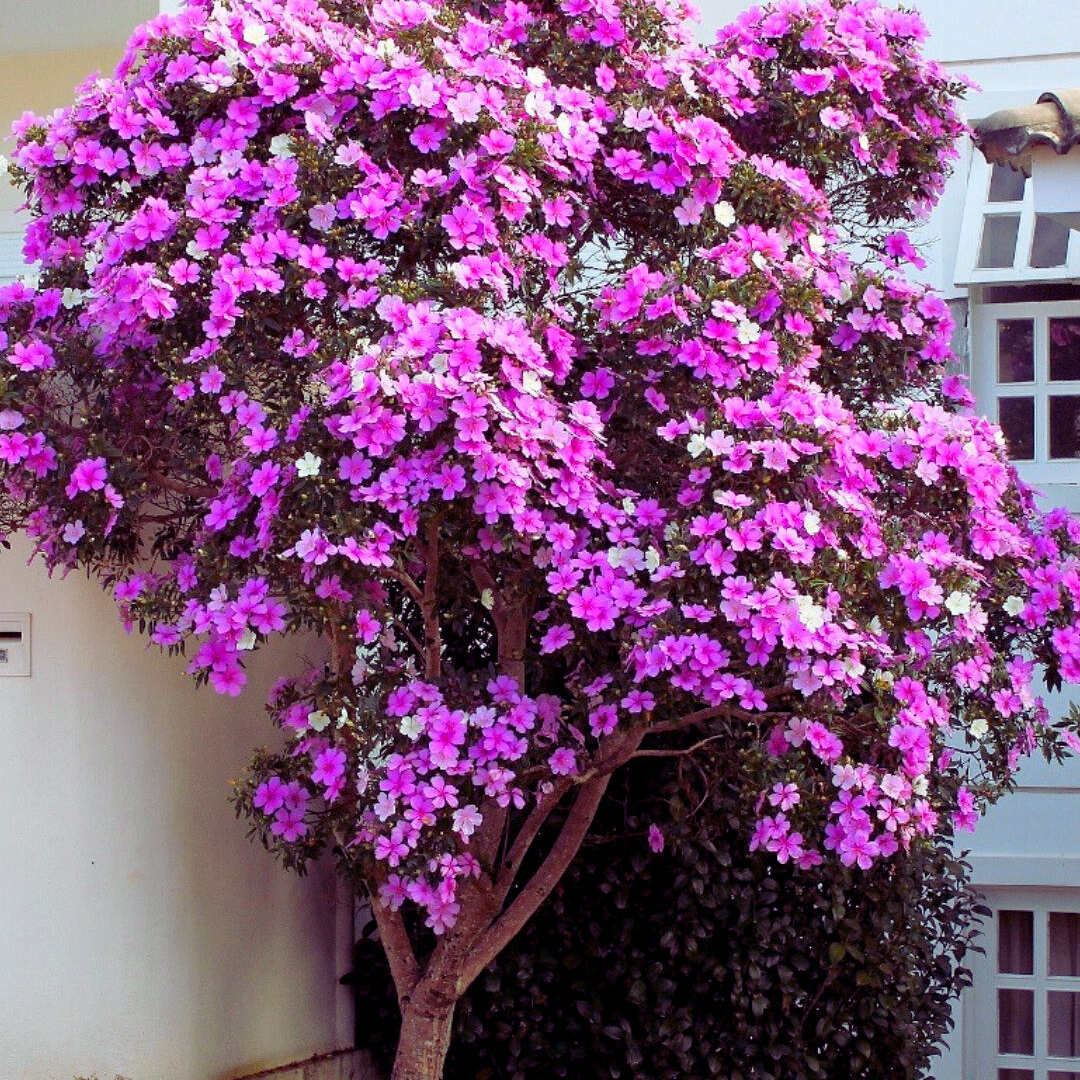 Manacá da Serra – 100 Sementes de Tibouchina mutabilis para Mudas Ornamentais