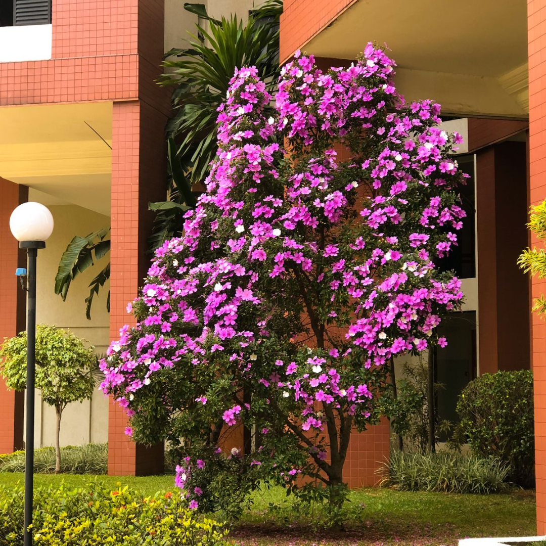 Manacá da Serra – 100 Sementes de Tibouchina mutabilis para Mudas Ornamentais