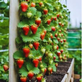 🍓 Sementes de Morango Ornamental Silvestre Trepador Mount Everest – cultivo fácil e produtivo